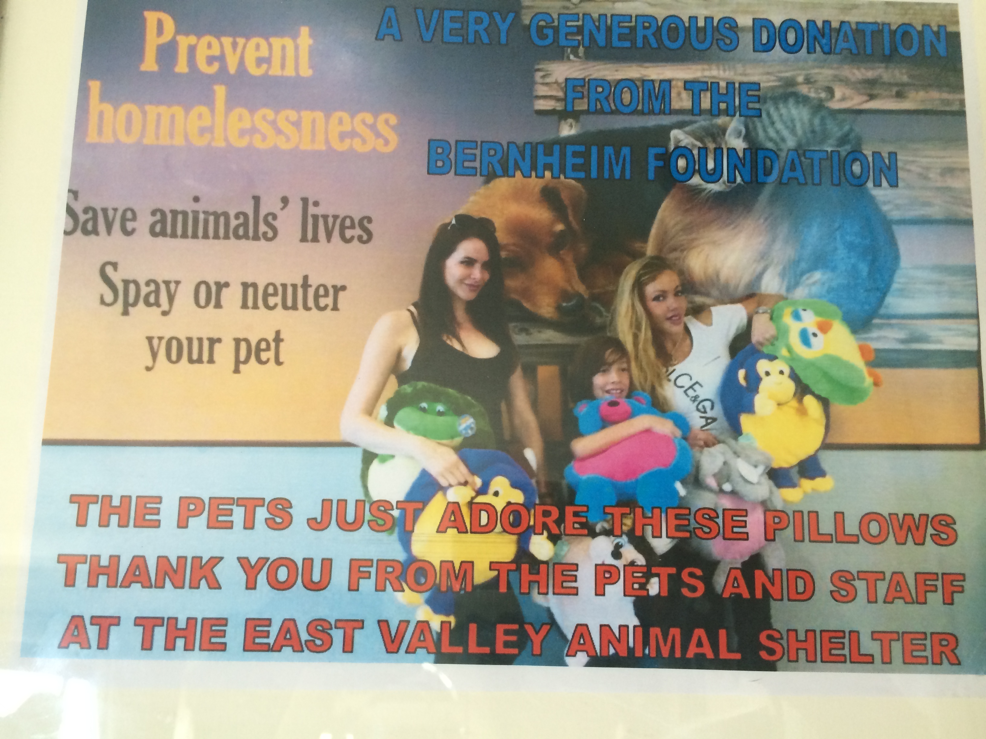 Pic posted on a shelter website
